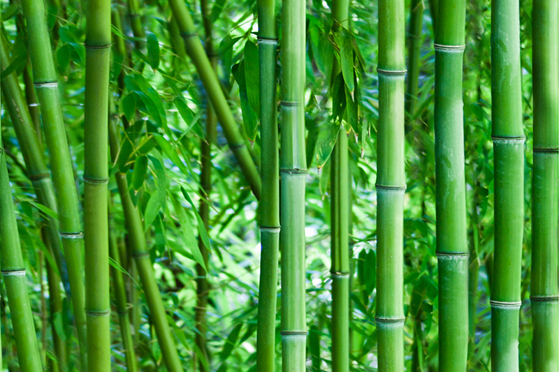 Bamboo Glass set of 2 pcs 50×75